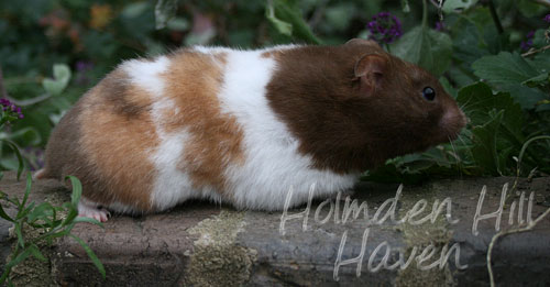 Chocolate syrian outlet hamster